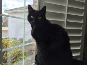 This is how Boofus helps me write. He stares at me.
